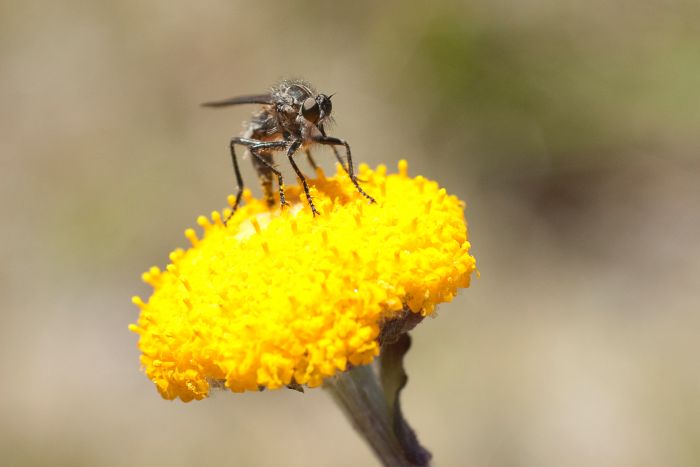 An insect perched on a yellow Billy Button wildflower