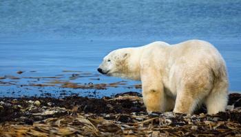 Global warming